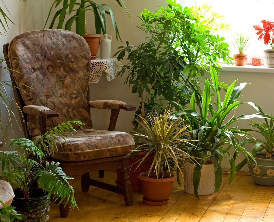 living room plants