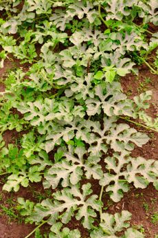 Watermelon Vines With No Fruits