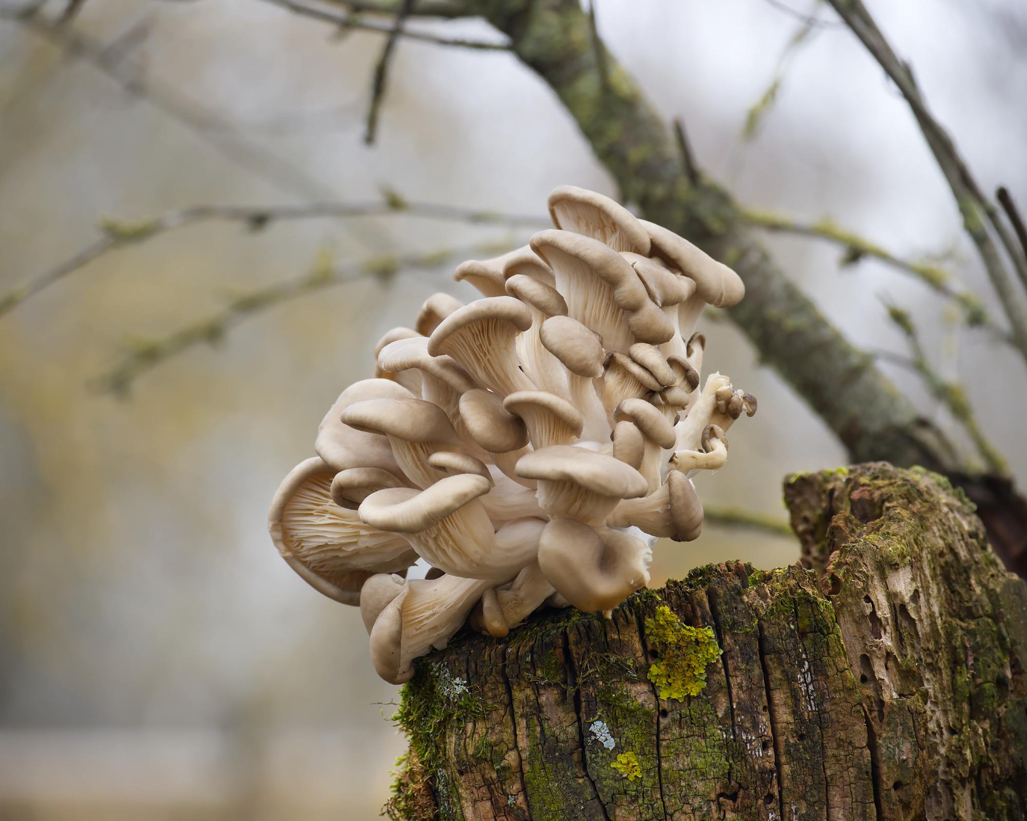 Oyster mushrooms growing on dead tree in woods