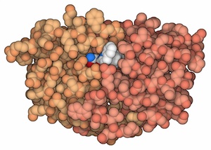 Antiviral drugs target proteins that are essential for viruses to replicate.