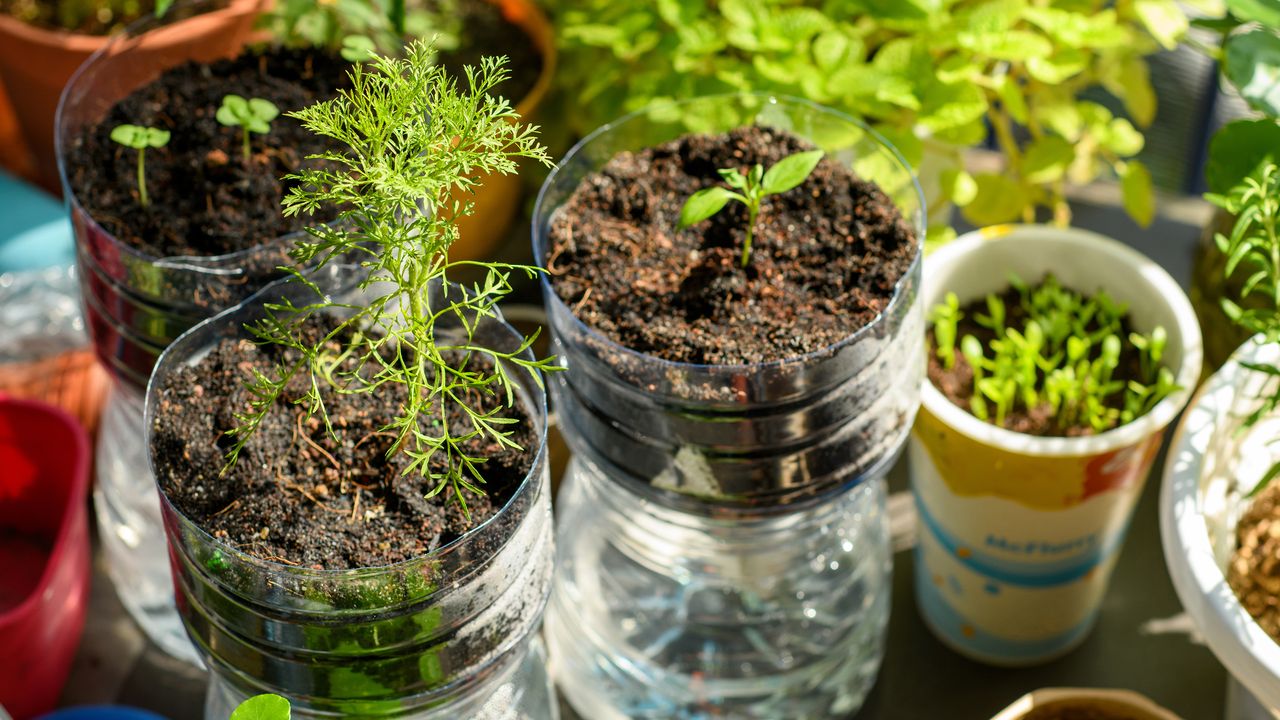 Plastic bottles and drinking cups repurposed as seed planters