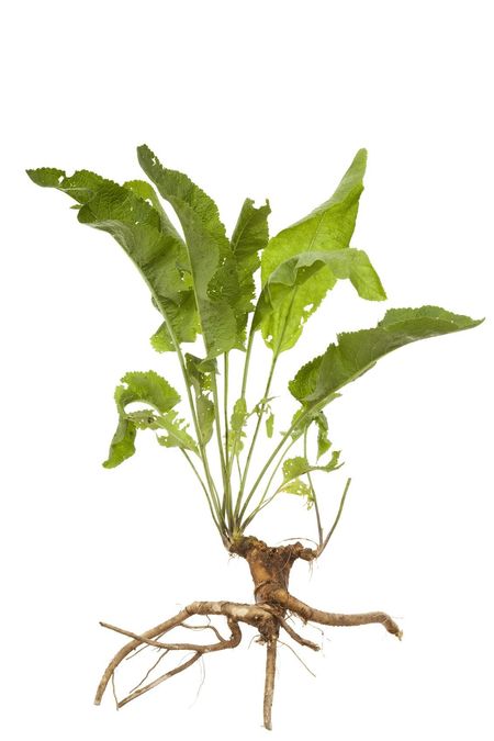 horseradish root