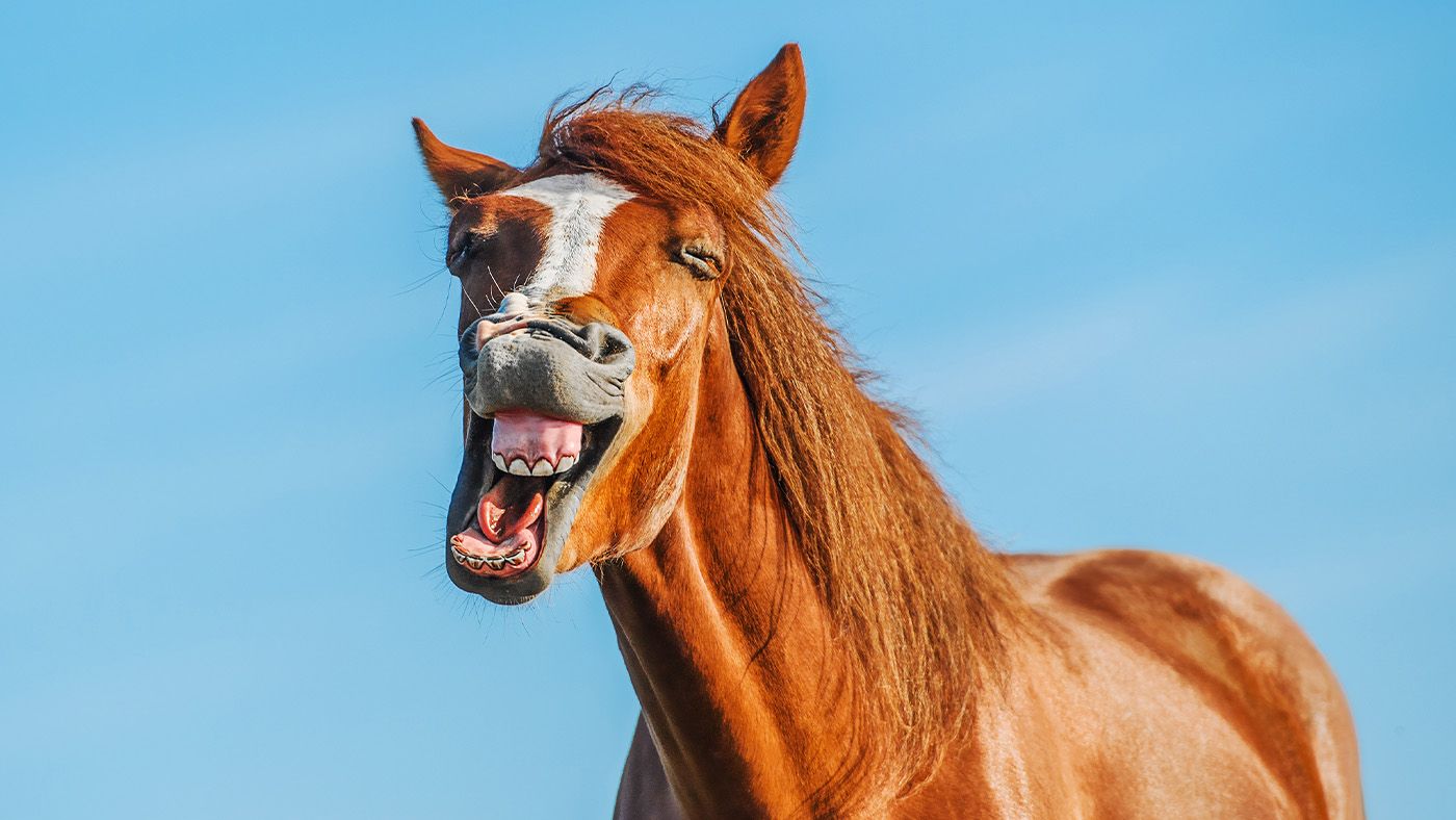 Equine jokes to make you hoarse with laughter