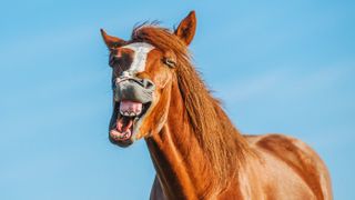 Horse pulling a funny face