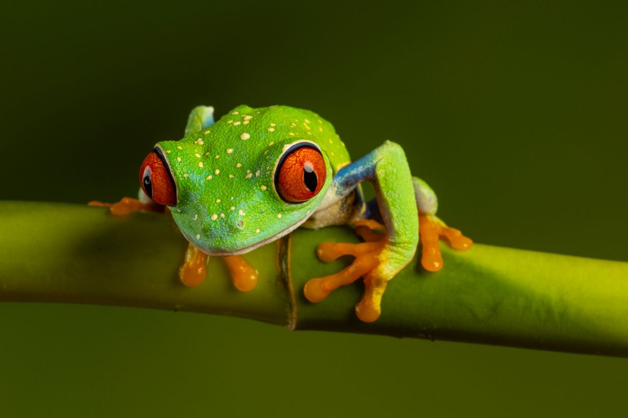 Canon Macro