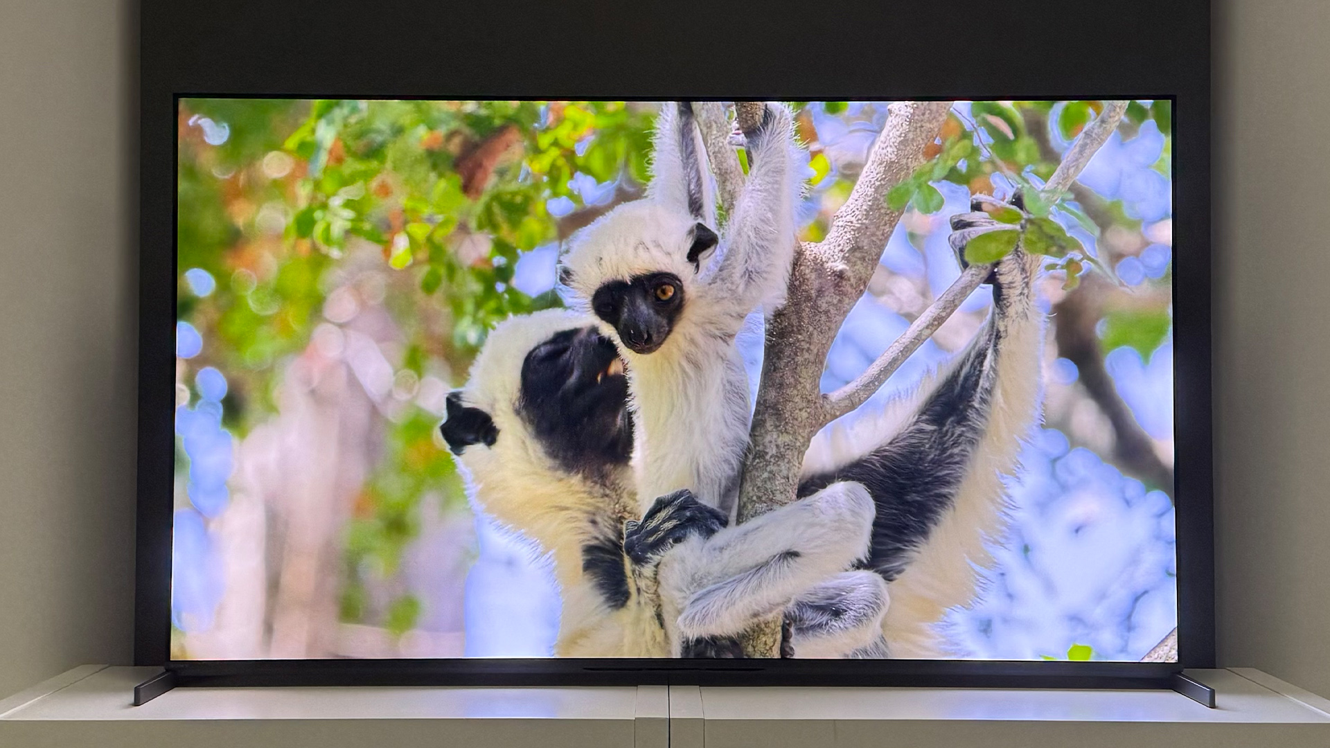 The 55-inch Sony Bravia 8 II QD-OLED TV photographed on a white table. On the screen is a nature documentary.