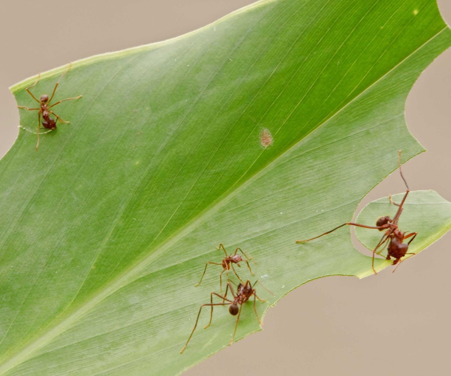 Are ants unhealthy for a backyard? Consultants assess their advantages | Are ants unhealthy for a backyard? Consultants assess their advantages |