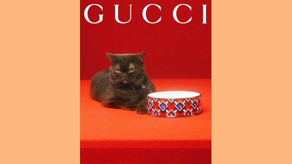 Gucci Pet Collection