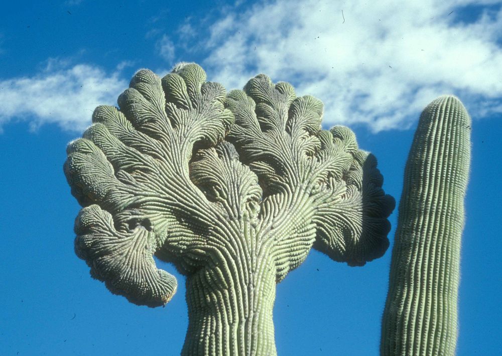 Photos: Inside the Bizarre World of the Crested Saguaro ...