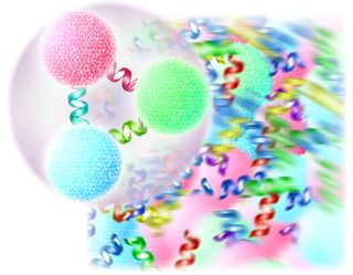 An ordinary proton or neutron (foreground) is formed of three quarks bound together by gluons, carriers of the color force. Above a critical temperature, protons and neutrons and other forms of hadronic matter &quot;melt&quot; into a hot, dense soup of free quarks 