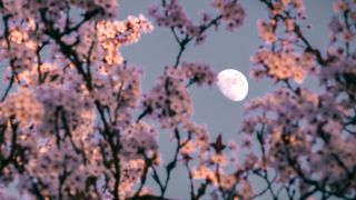 the gibbous moon photographed through the branches of a blossom tree