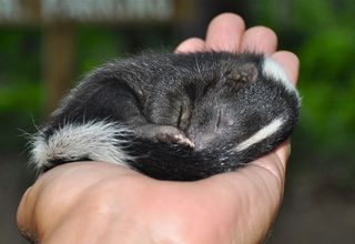 sleeping baby skunk held in hand