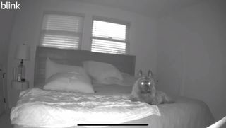Dog on Blink camera at night