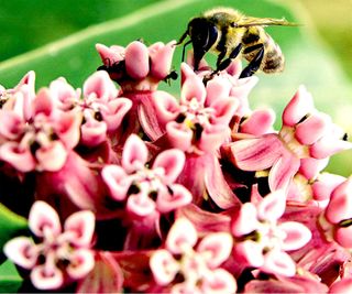 milkweed plant in bloom with bee