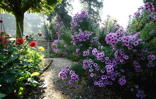 Michaelmas daisies in mid October