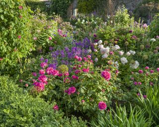 An informal landscaped border rosa 'Madame Isaac Péreire' at Sissinghurst Castle Garden