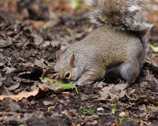 squirrel digging in garden