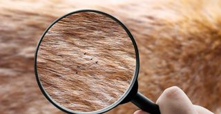 magnifying glass over fleas on a pet's fur to show what fleas are