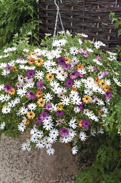 5 plug plants that will transform your bedding displays this summer ...