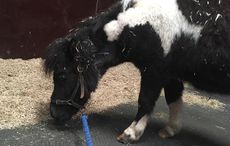 Blue Cross Timmy Tiptoes