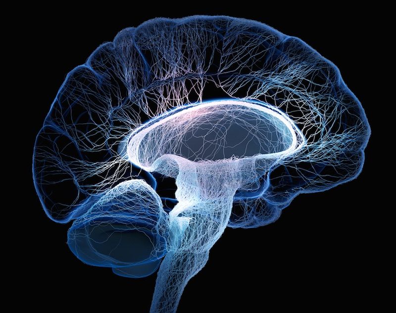 Human brain illustrated with interconnected small nerves.