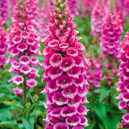 Direct Gardening Candy Mountain Foxglove Potted Pink Flowering Perennial Starter Plant