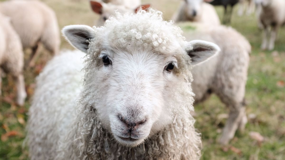 Sheep looking at the camera, with more sheep behind in a field