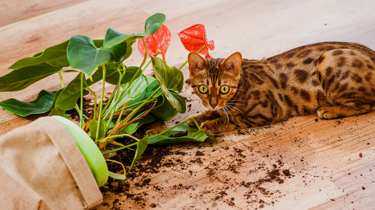 Bengal cat lying down next to a plant pot that&#039;s been knocked over with soil on the floor