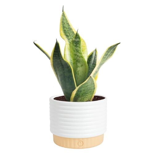 Costa Farms Snake Plant, Sansevieria Live Plant in Decorative Pot, Easy to Maintain, Air Purifying Succulent Indoor Houseplant, Assorted Variety, Home, Room, or Office D&amp;eacute;cor, 8-12 Inches Tall