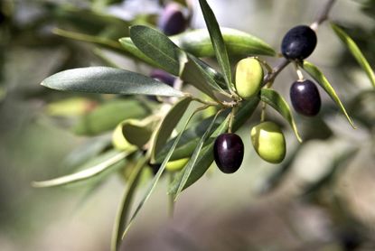Olive Tree Full Of Olives