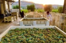 Honig Sauvignon Blanc grapes in the Napa Valley 2022 harvest