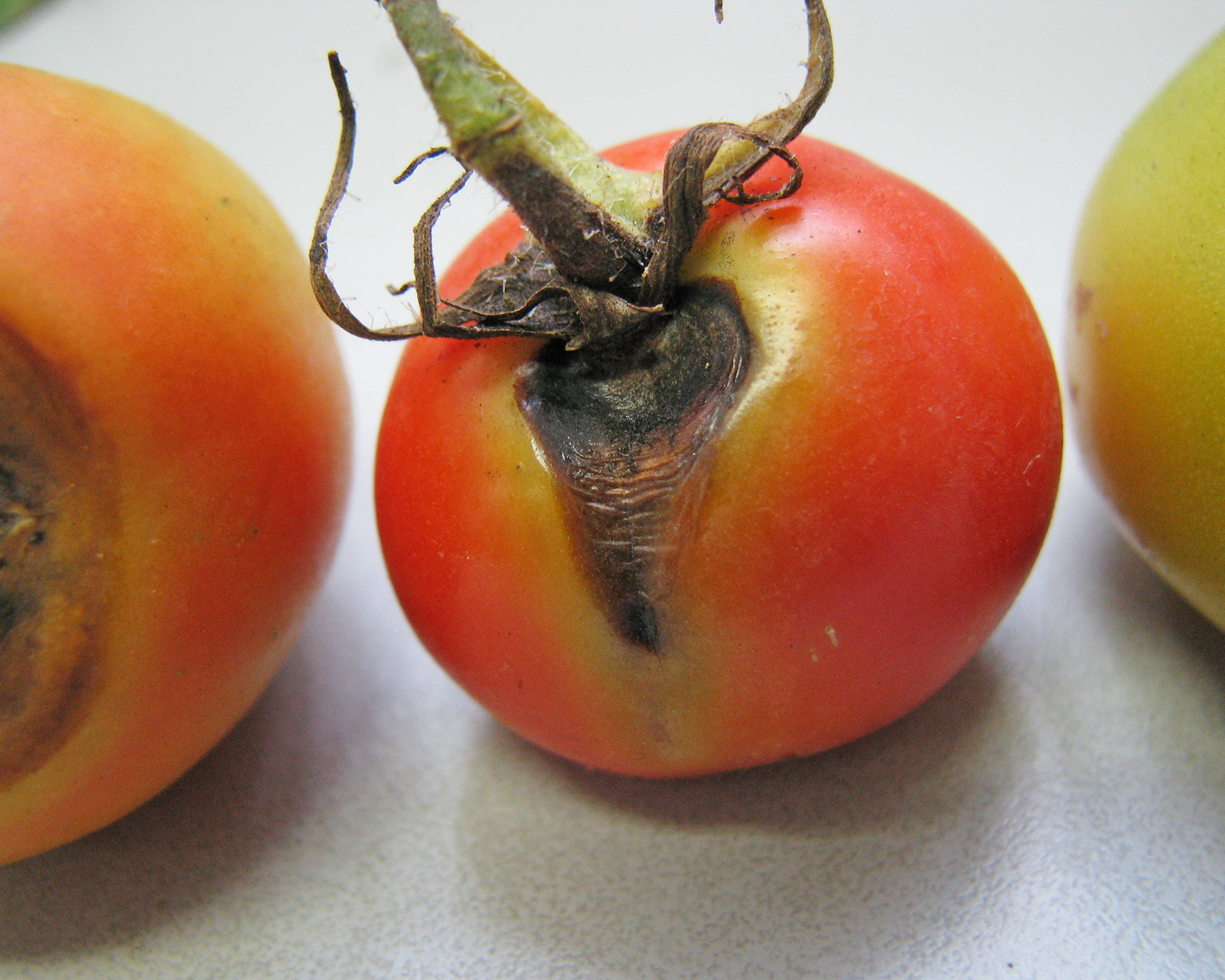 Harvested tomatoes affected with early blight Alternaria disease