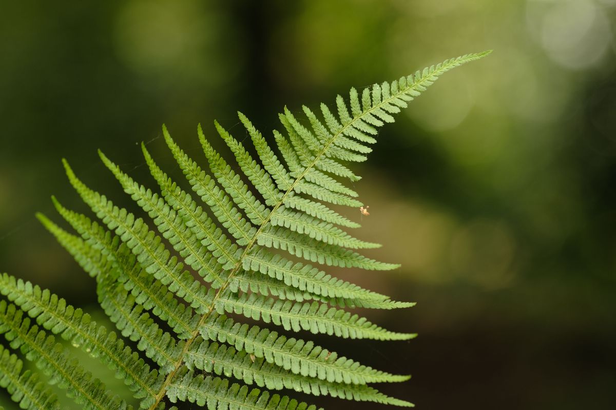 Viltrox AF 90mm F2.2 EVO and Fujifilm XF 90mm f/2 R LM WR lens comparisons: a single fern with dappled light coming through background foliage