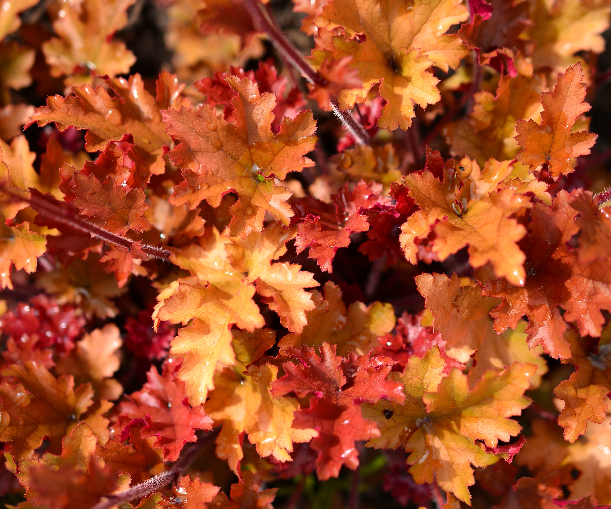 caramel coral bells with orange leaves