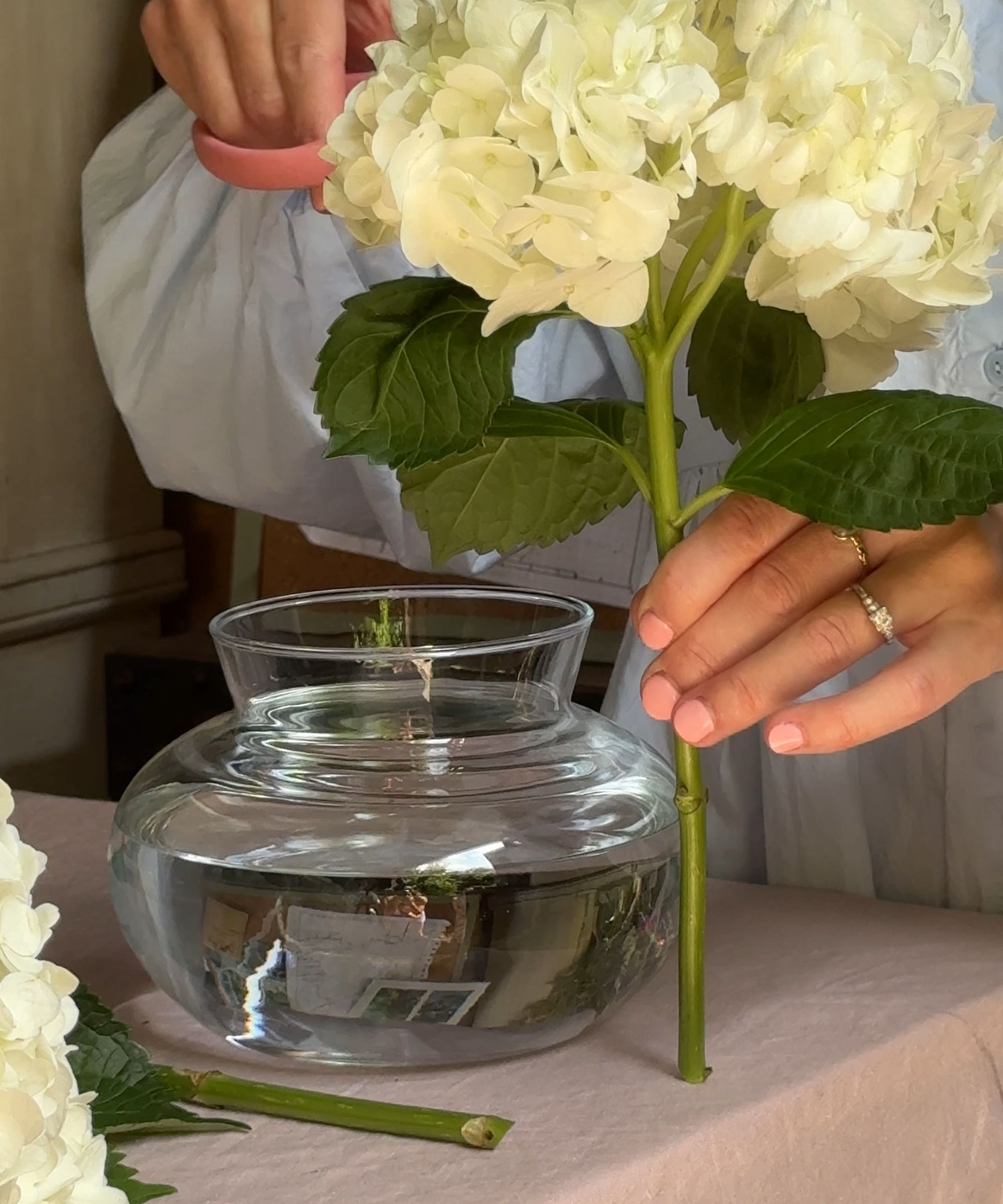 Trimming a white hydrangea to put in a vase