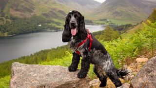 cocker spaniel with front paws on a rock