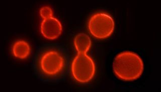 Brewer's yeast, known formally as Saccharomyces cerevisiae, illuminated using a special technique called immunofluorescence. Scientists have recently extended the lifespan of the microscopic organism by both tinkering with aging genes and cutting the amount of calories it takes in.