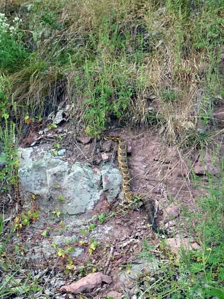 Watch out for rattlesnakes!