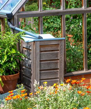 wooden rain barrel alongside greenhouse