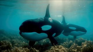 Orcas killer whales underwater in dark night sea.