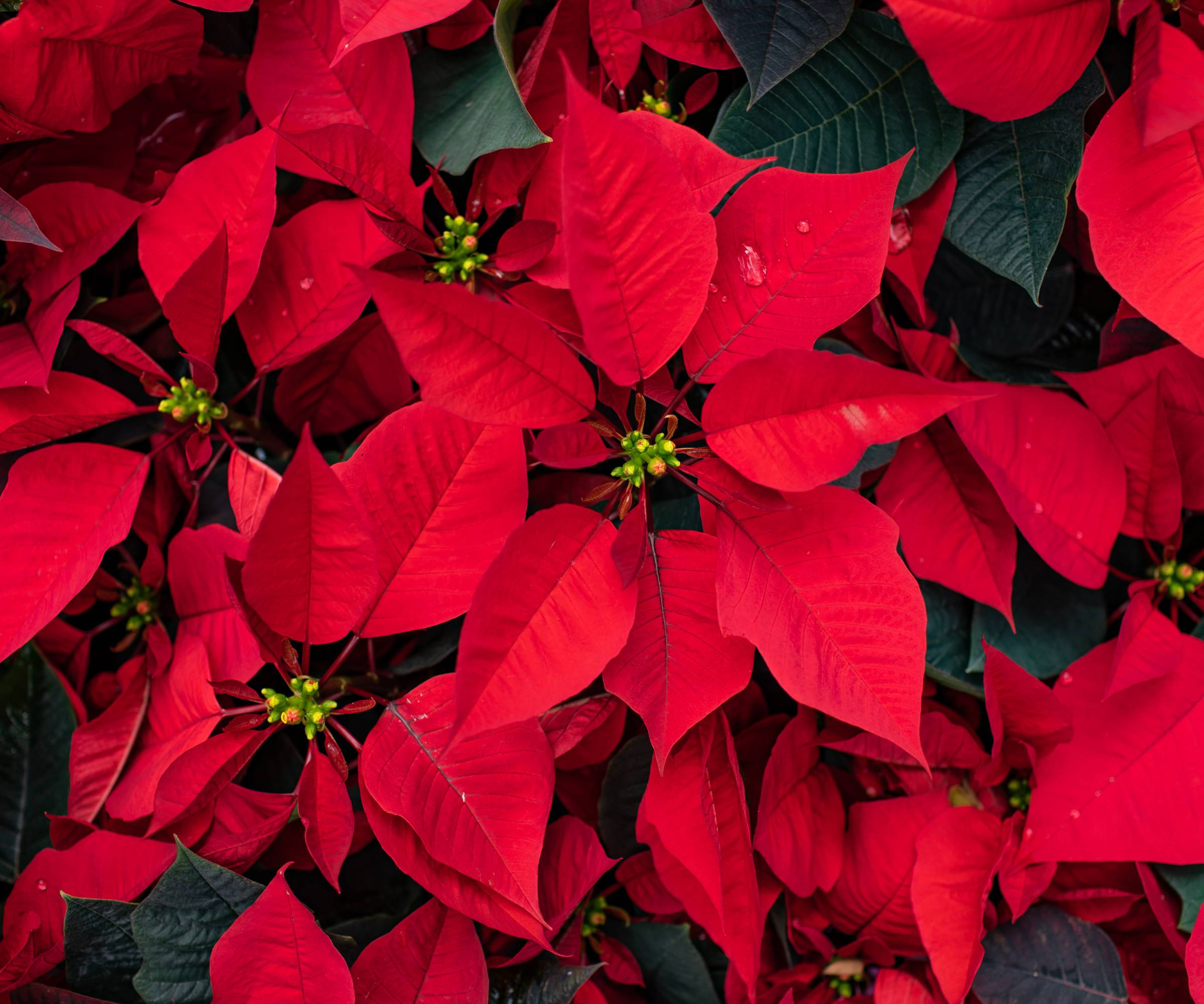 Close up of poinsettia flowers