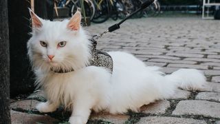 White cat in harness