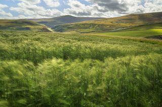 Summer Breeze by Geoff Kell ©International Garden Photographer of the Year