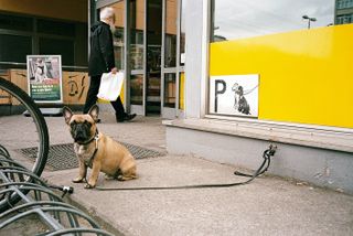 A french bull dog, on a leash tied to a hook on the wall to a shop . Behind is a man holder a white carrier bag , walking into a shop through a glass sliding door