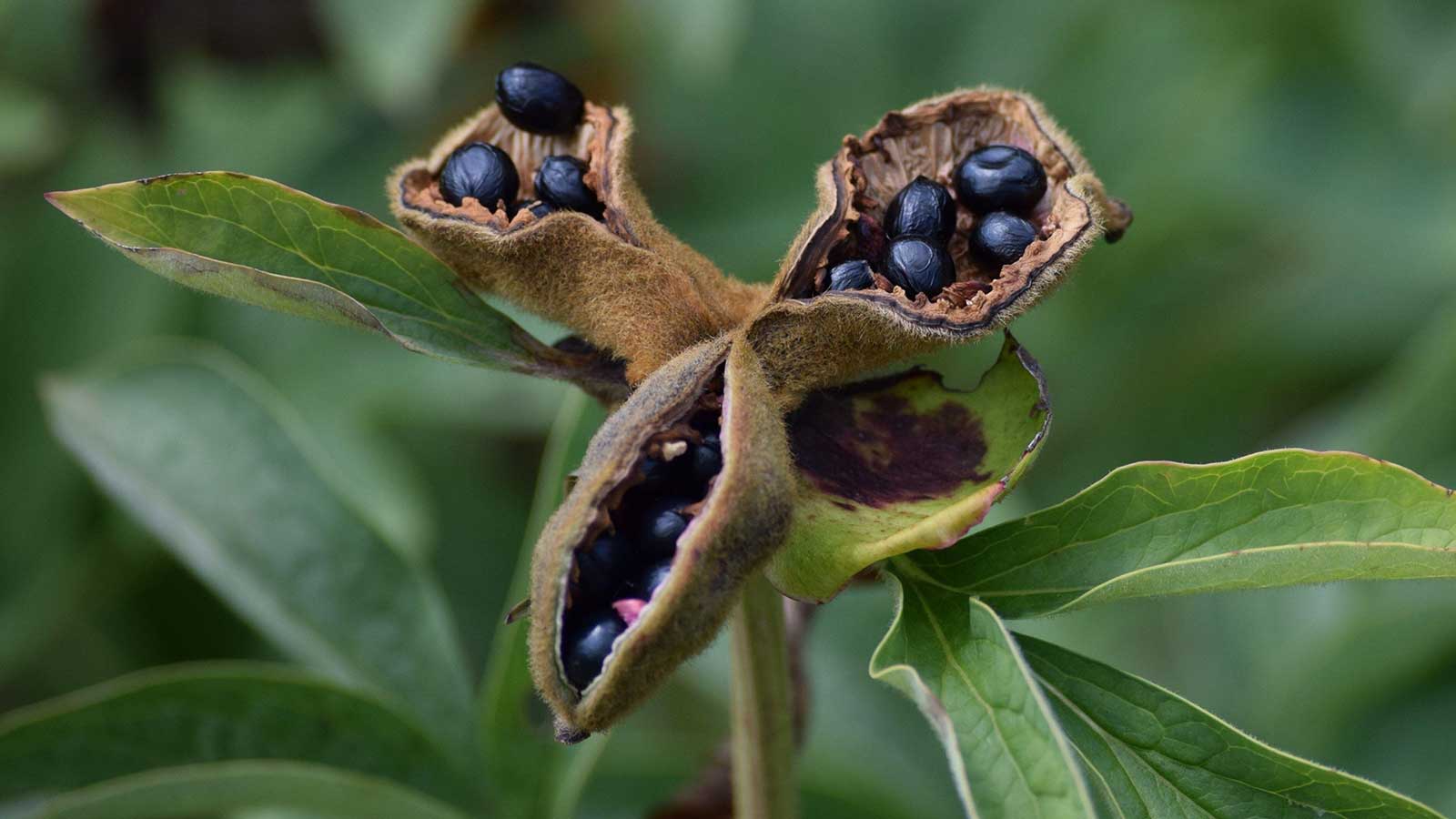 How to harvest peony seeds – and sow new plants for your garden