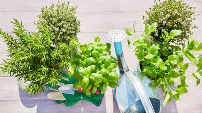 fresh herbs, watering can and gardening tools