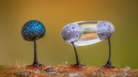 Close-up of three tiny dark slime mold fruiting bodies on a twig with blurred golden-green background