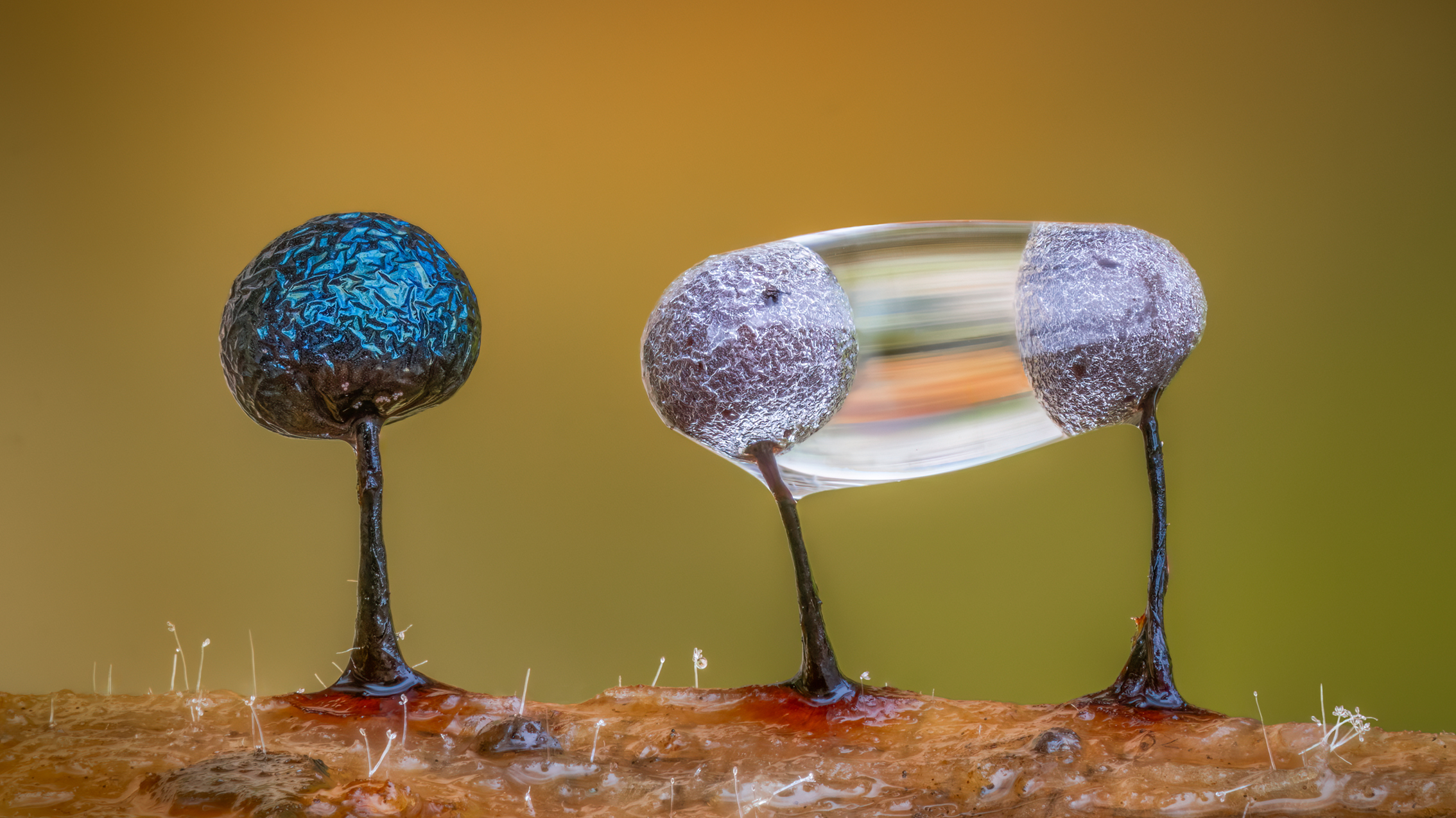 Close-up of three tiny dark slime mold fruiting bodies on a twig with blurred golden-green background