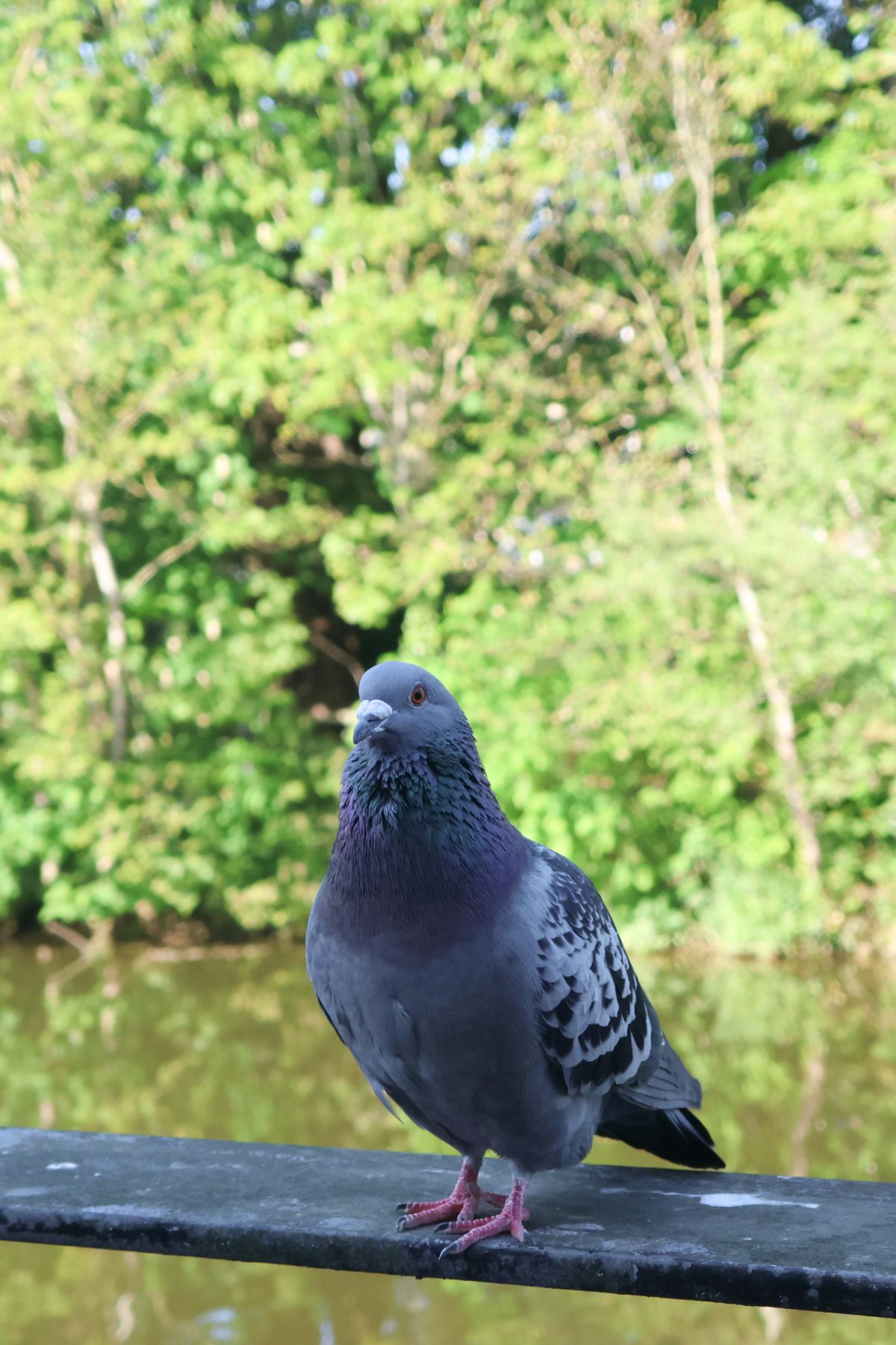 A photo taken on a Canon PowerShot V1 compact vlogging camera