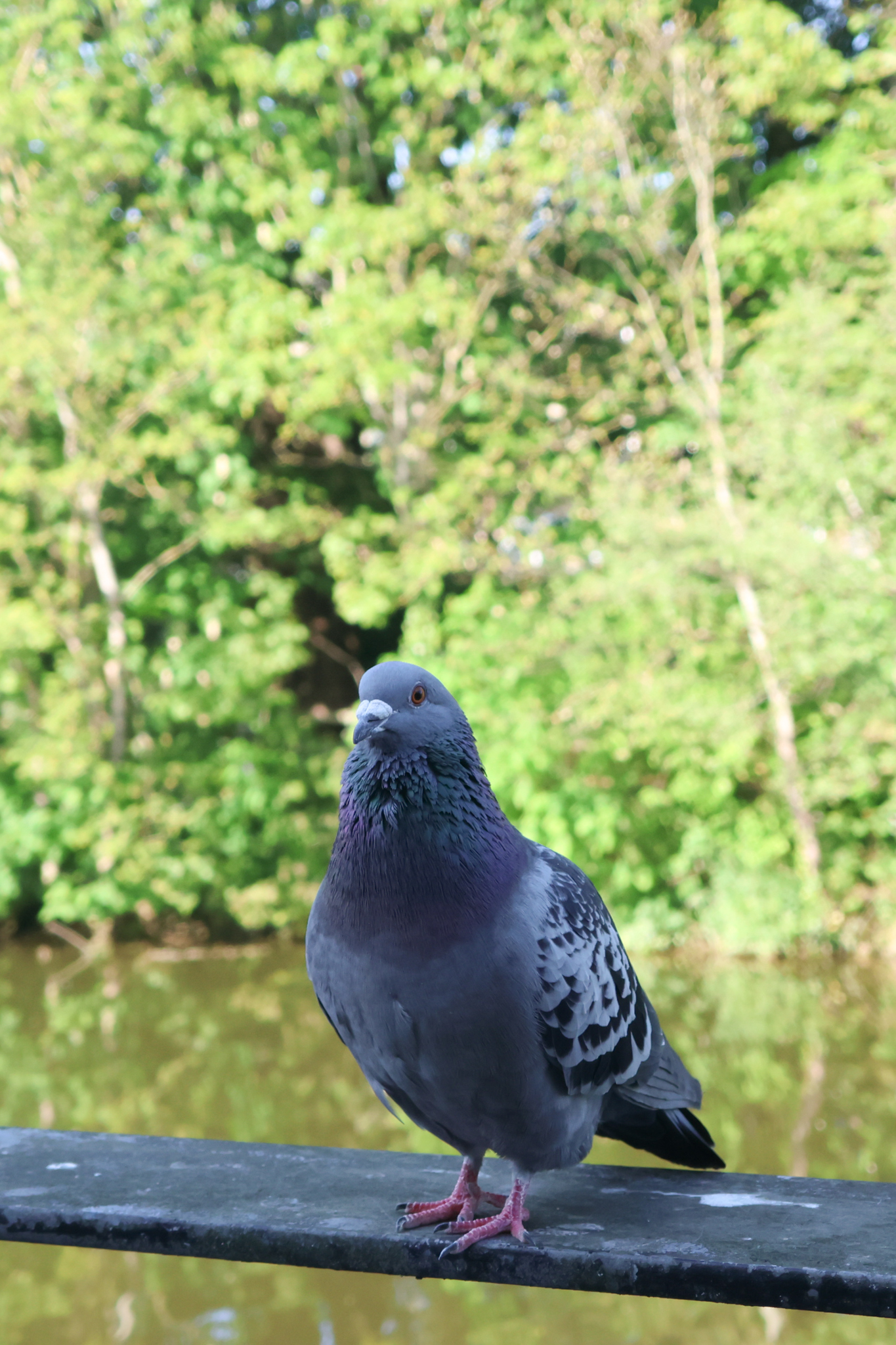 A photo taken on a Canon PowerShot V1 compact vlogging camera